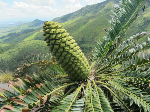 Encephalartos manikensis