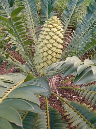 Encephalartos manikensis