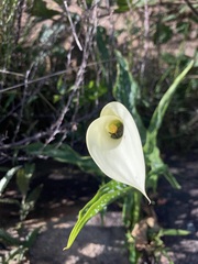 Zantedeschia albomaculata