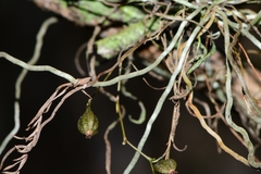 Dendrophylax porrectus