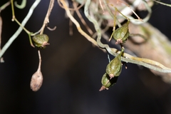 Dendrophylax porrectus