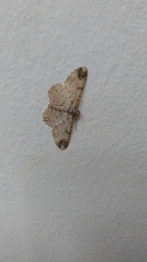 Lepidoptera