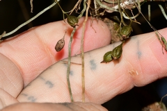 Dendrophylax porrectus