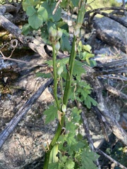 Chlorophytum krookianum