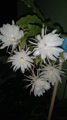 Epiphyllum oxypetalum