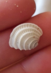Veneridae