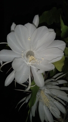 Epiphyllum oxypetalum