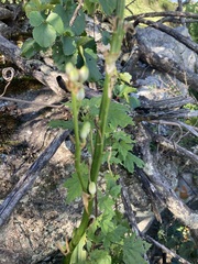 Chlorophytum krookianum