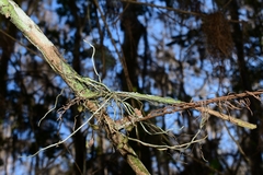 Dendrophylax porrectus