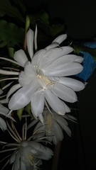 Epiphyllum oxypetalum