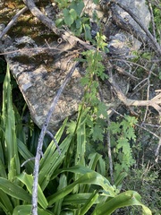 Chlorophytum krookianum