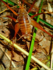 Dolichopoda azami ligustica