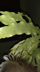 Epiphyllum oxypetalum