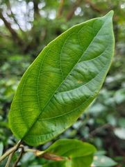 Urceola micrantha
