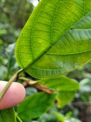Urceola micrantha