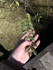 Ligustrum quihoui