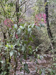 Fuchsia paniculata