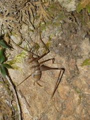 Dolichopoda azami