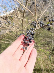 Ligustrum quihoui