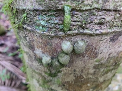Nenia tridens