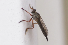 Neomochtherus pallipes