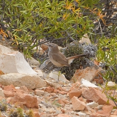 Ochetorhynchus phoenicurus