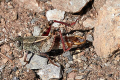 Calliptamus barbarus