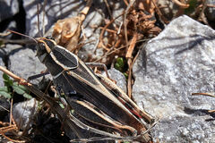 Calliptamus barbarus