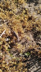 Stenocercus guentheri