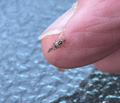 Teliapsocus conterminus