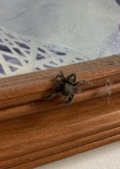 Phidippus audax