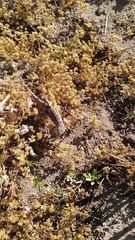 Stenocercus guentheri