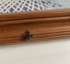 Phidippus audax