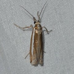 Crambus praefectellus