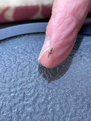 Teliapsocus conterminus