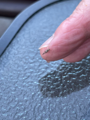 Teliapsocus conterminus