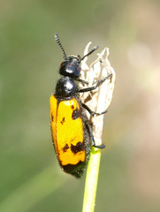 Mylabris maculosopunctata