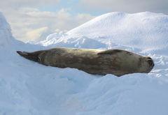 Leptonychotes weddellii