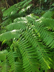 Cyathea arborea