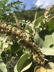 Croton