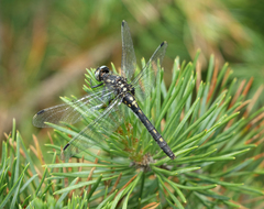 Leucorrhinia orientalis