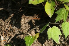 Viburnum acerifolium