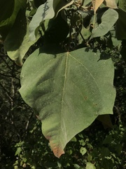 Croton