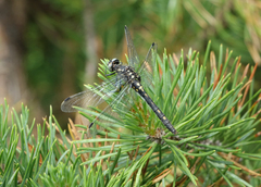 Leucorrhinia orientalis
