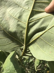 Croton