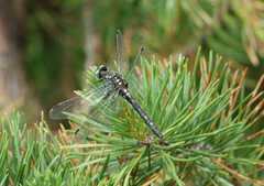 Leucorrhinia orientalis