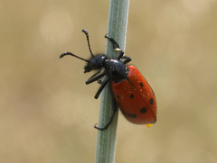 Mylabris quadripunctata