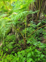 Cyathea arborea