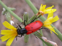 Mylabris quadripunctata