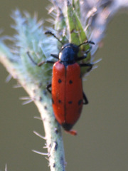 Mylabris quadripunctata